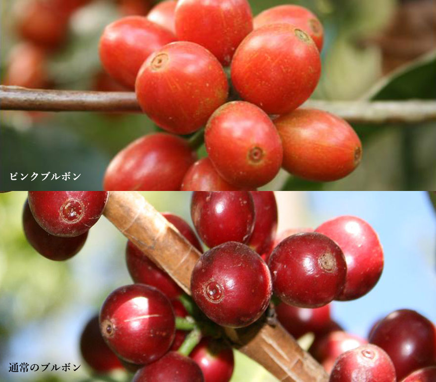 完熟コーヒー豆の色の違い ピンクブルボンと通常のブルボン