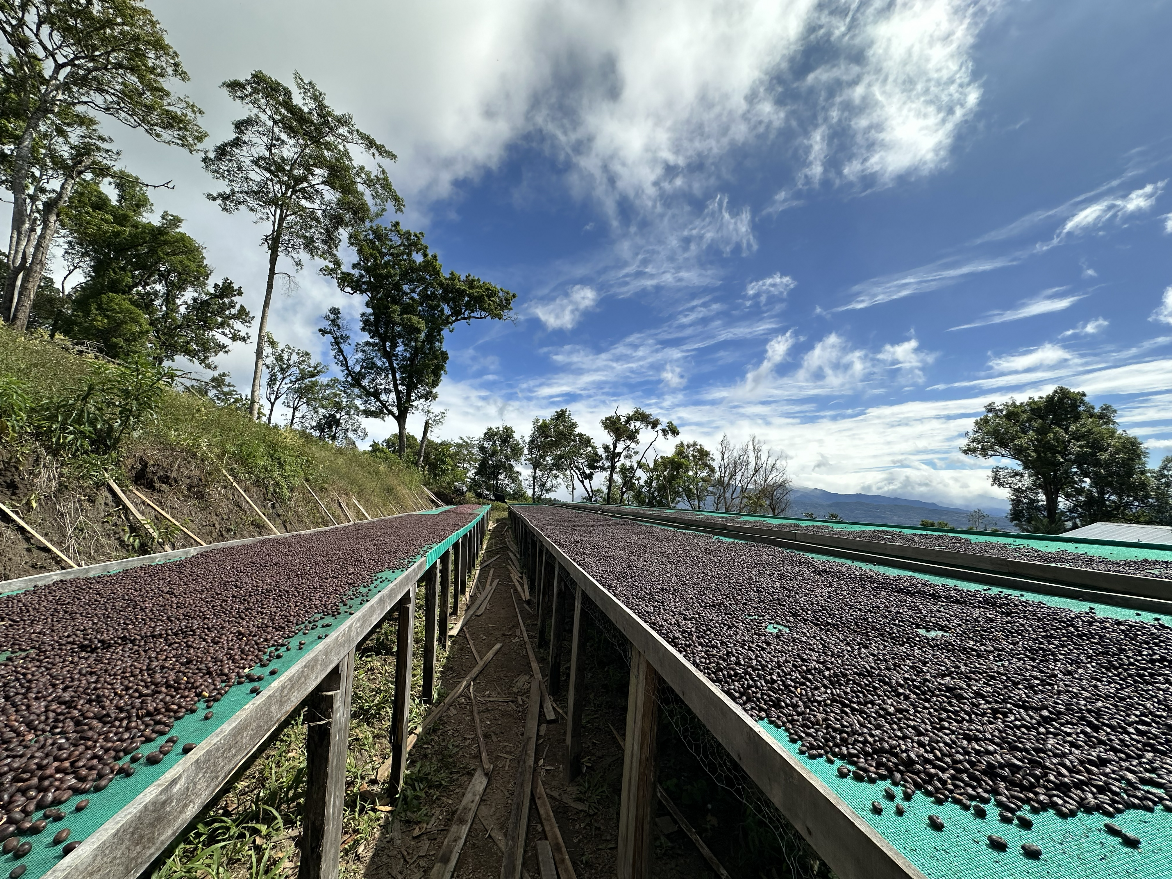 コトワ農園_ラス ブルーハス_IMG_3374.jpg