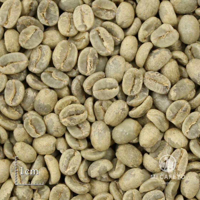 コーヒー 生豆】サン ホセ農園 パーカス 5kg | ミカフェート