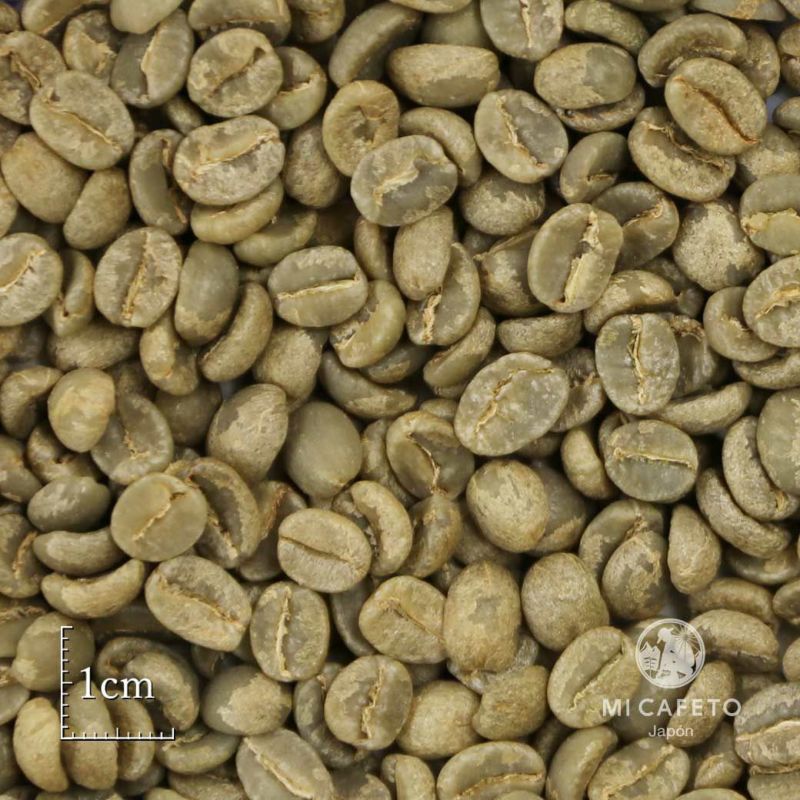 コーヒー 生豆 1kg - コーヒー